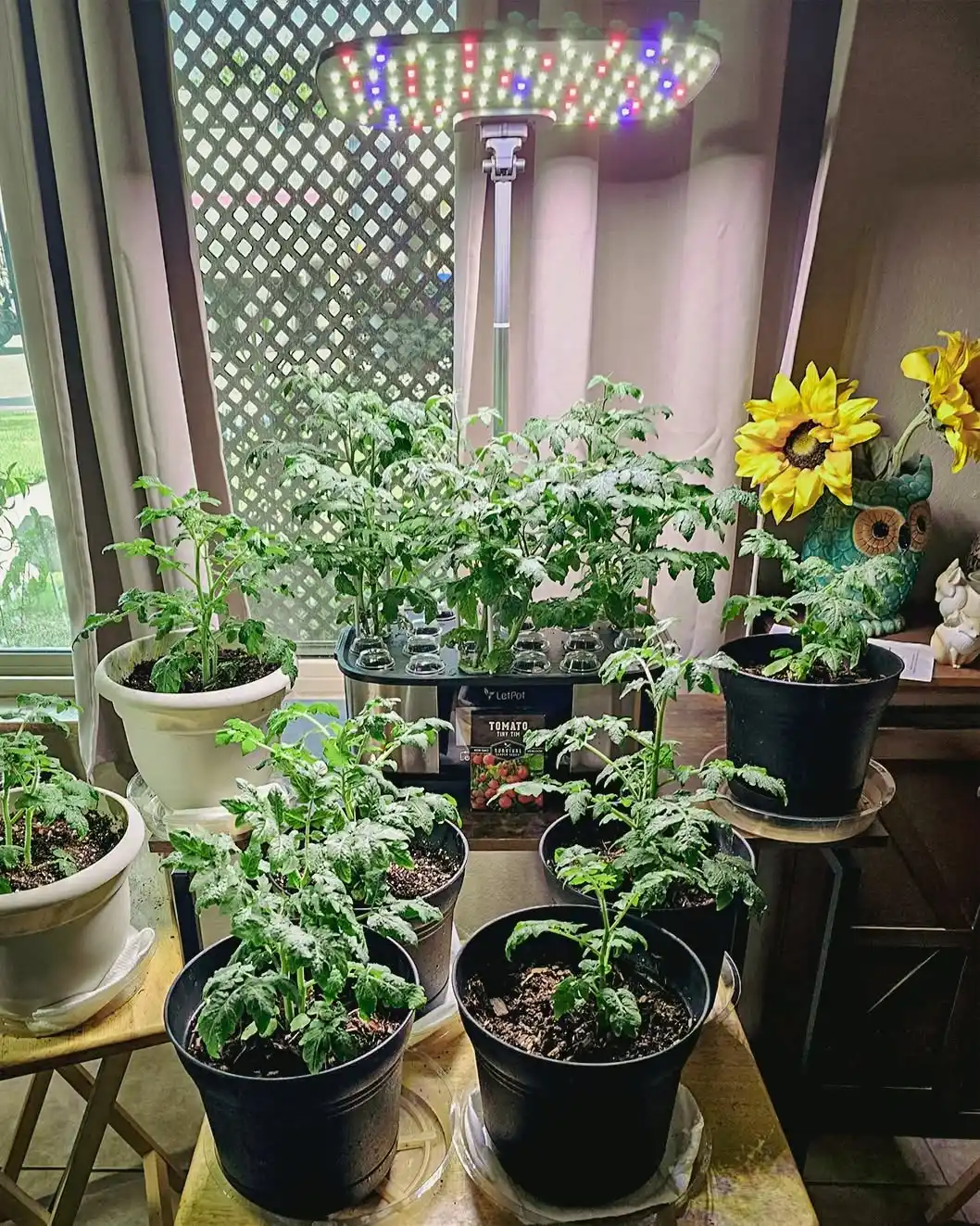 11 Best Tips for Growing Herbs Indoors Year-Round 11 Apartment gardening