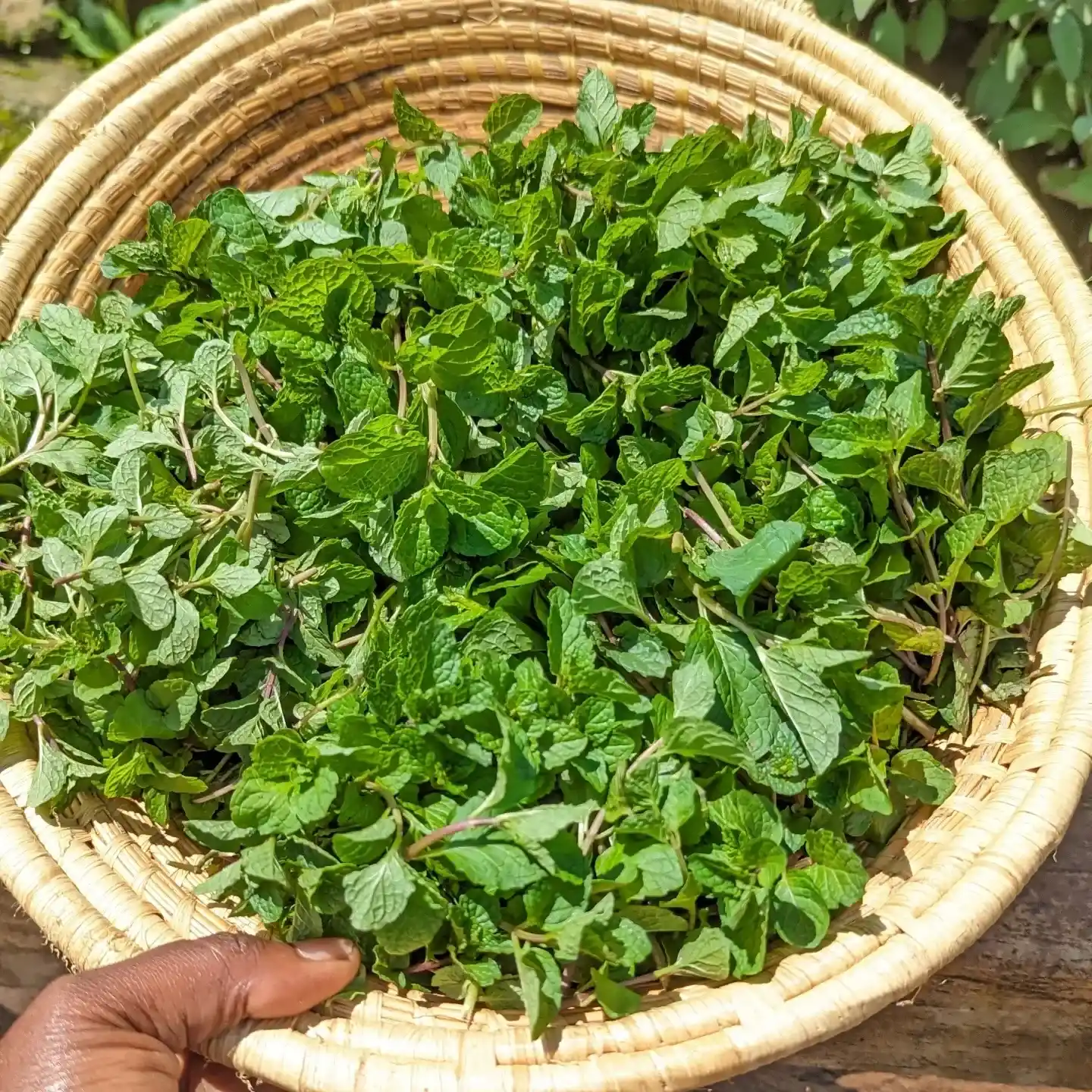 10 Essentials for a Thriving Indoor Herb Garden 12 Harvest the Right Way