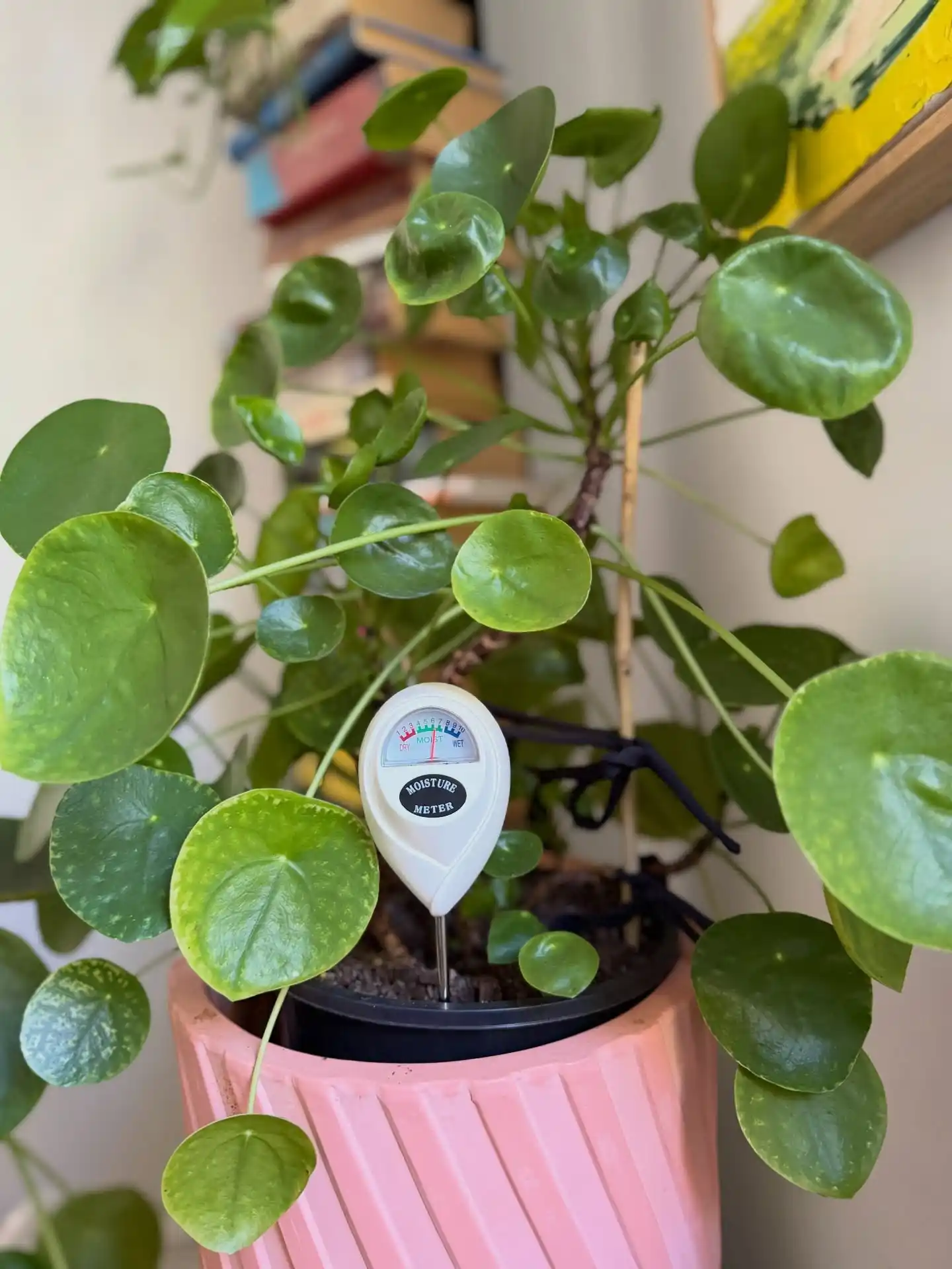 11 Best Tips for Growing Herbs Indoors Year-Round 5 Indoor plant care