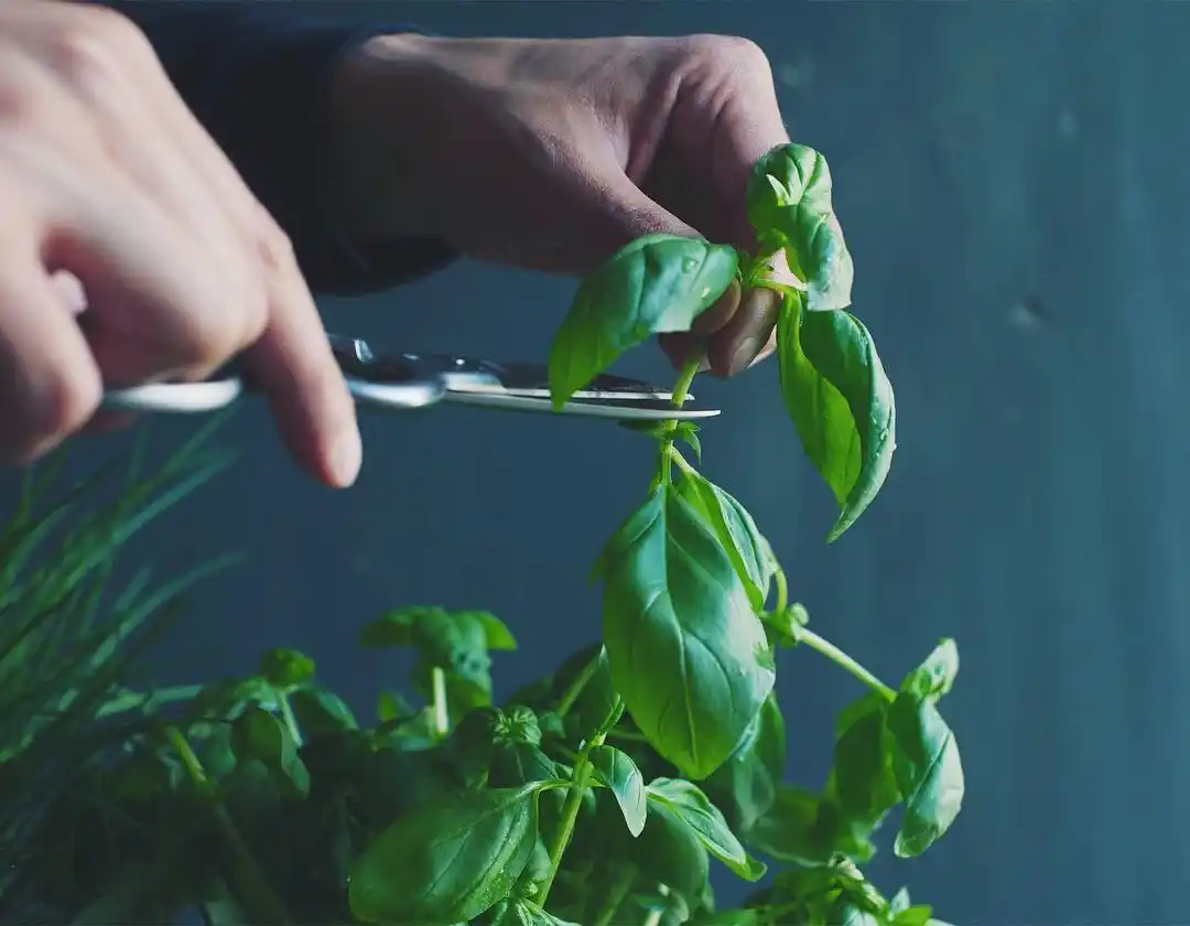11 Best Tips for Growing Herbs Indoors Year-Round 12 Seasonal herb care