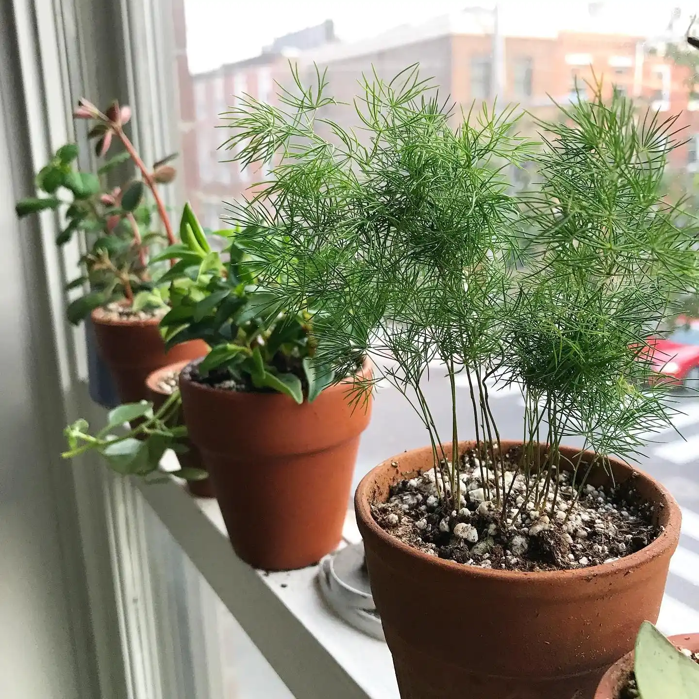 Transform Your Tiny Kitchen with 12 Creative Herb Garden Ideas 12 Windowsill Ledges for Herb