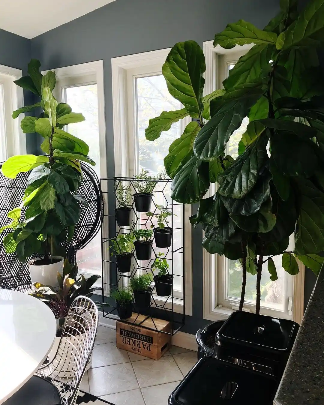 10 Essentials for a Thriving Indoor Herb Garden 8 air flow for plants