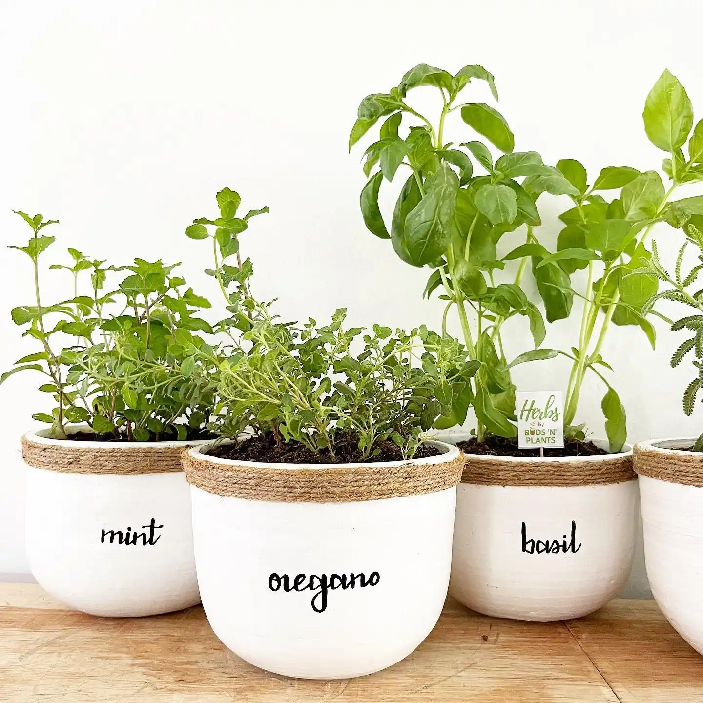 10 Essentials for a Thriving Indoor Herb Garden 6 fast growing herbs