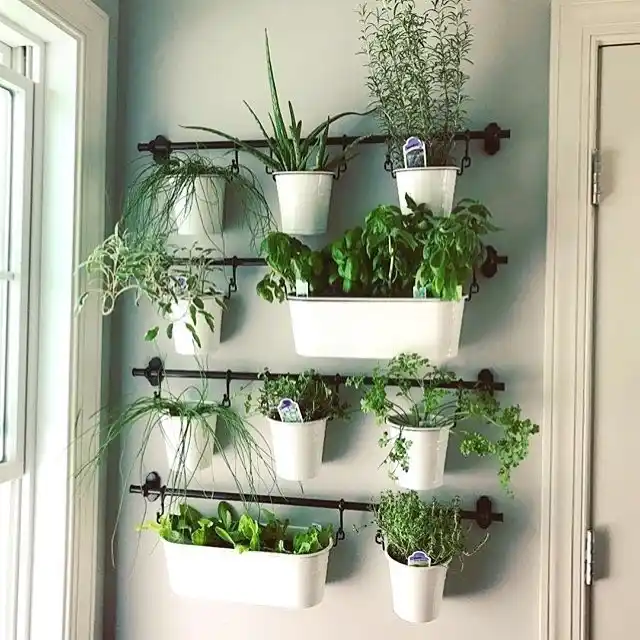 10 Essentials for a Thriving Indoor Herb Garden 5 imgi_2_629425613_18376917211080749_5757095309194208893_n