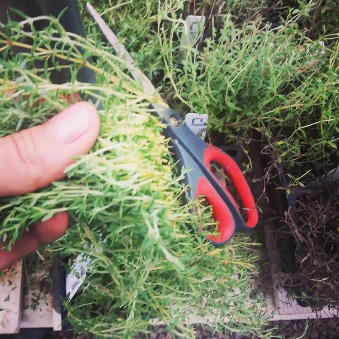 10 Essentials for a Thriving Indoor Herb Garden 11 trim herbs often