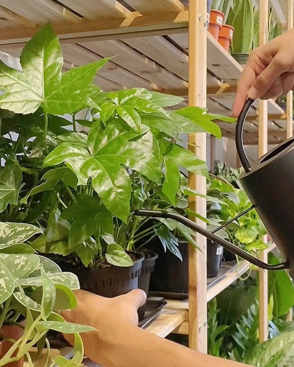 10 Essentials for a Thriving Indoor Herb Garden 9 water with care