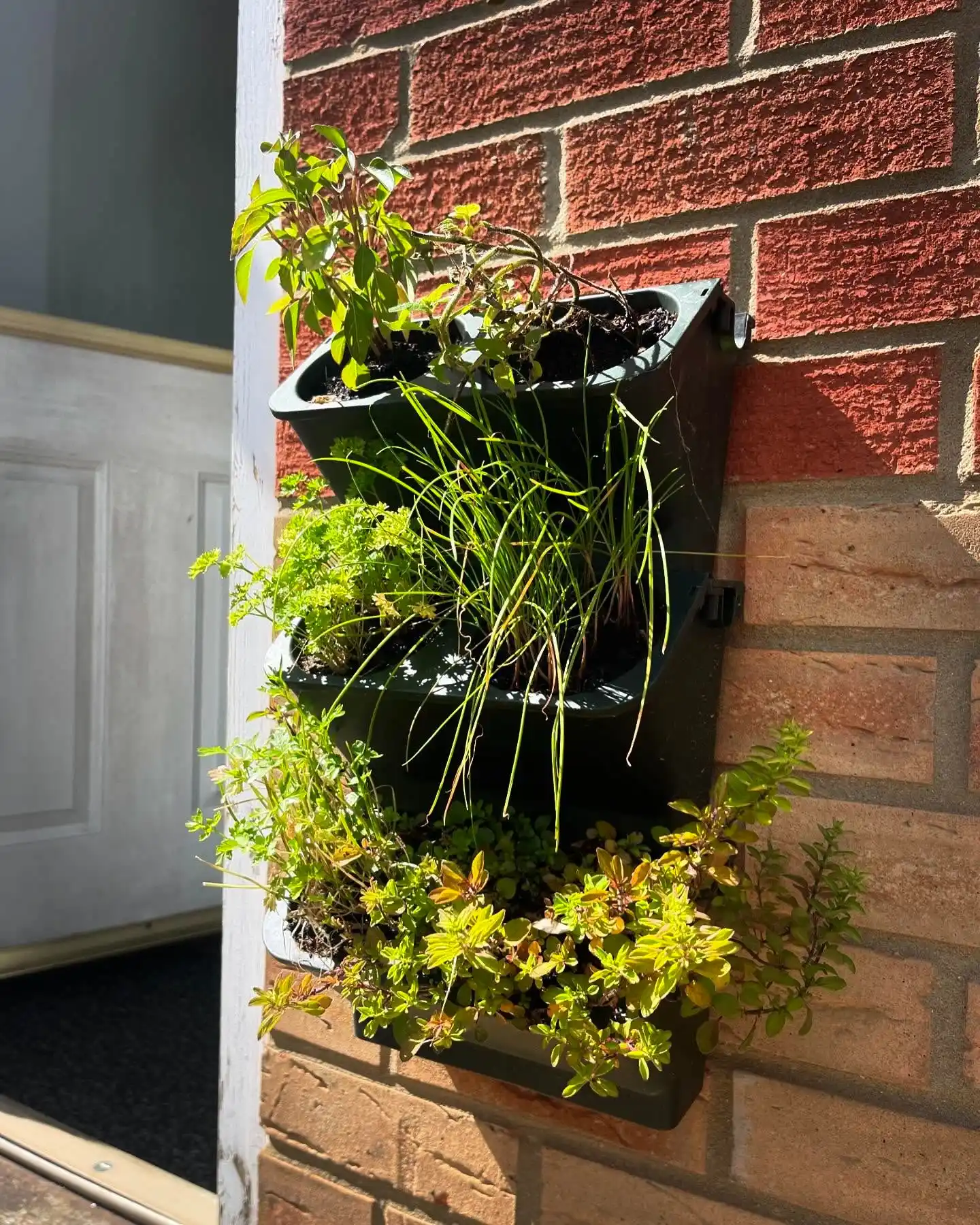 Transform Your Kitchen 15 Stunning Wall Herb Garden Ideas 11 Edible Wall Art Kitchen