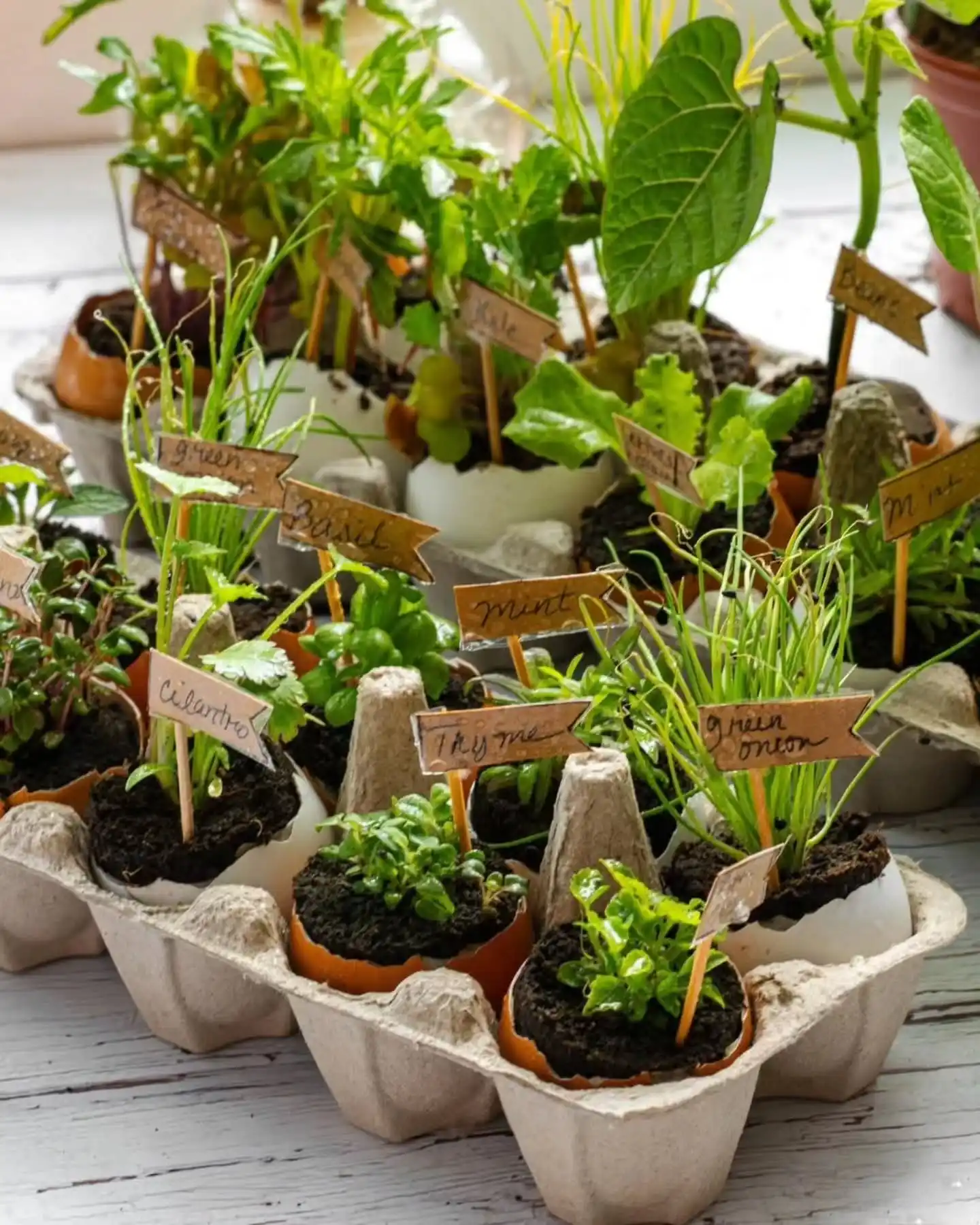 10 DIY Herb Planter Styles Using Up cycled Materials 6 Egg Carton Seed Starter