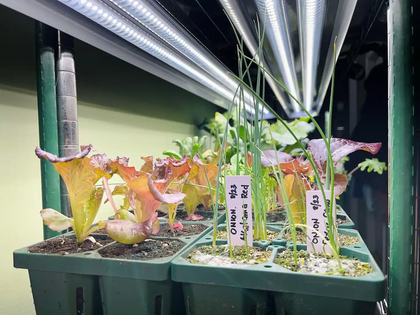 12 Mistakes to Avoid with Your Indoor Herb Garden 3 Herb Garden Fails