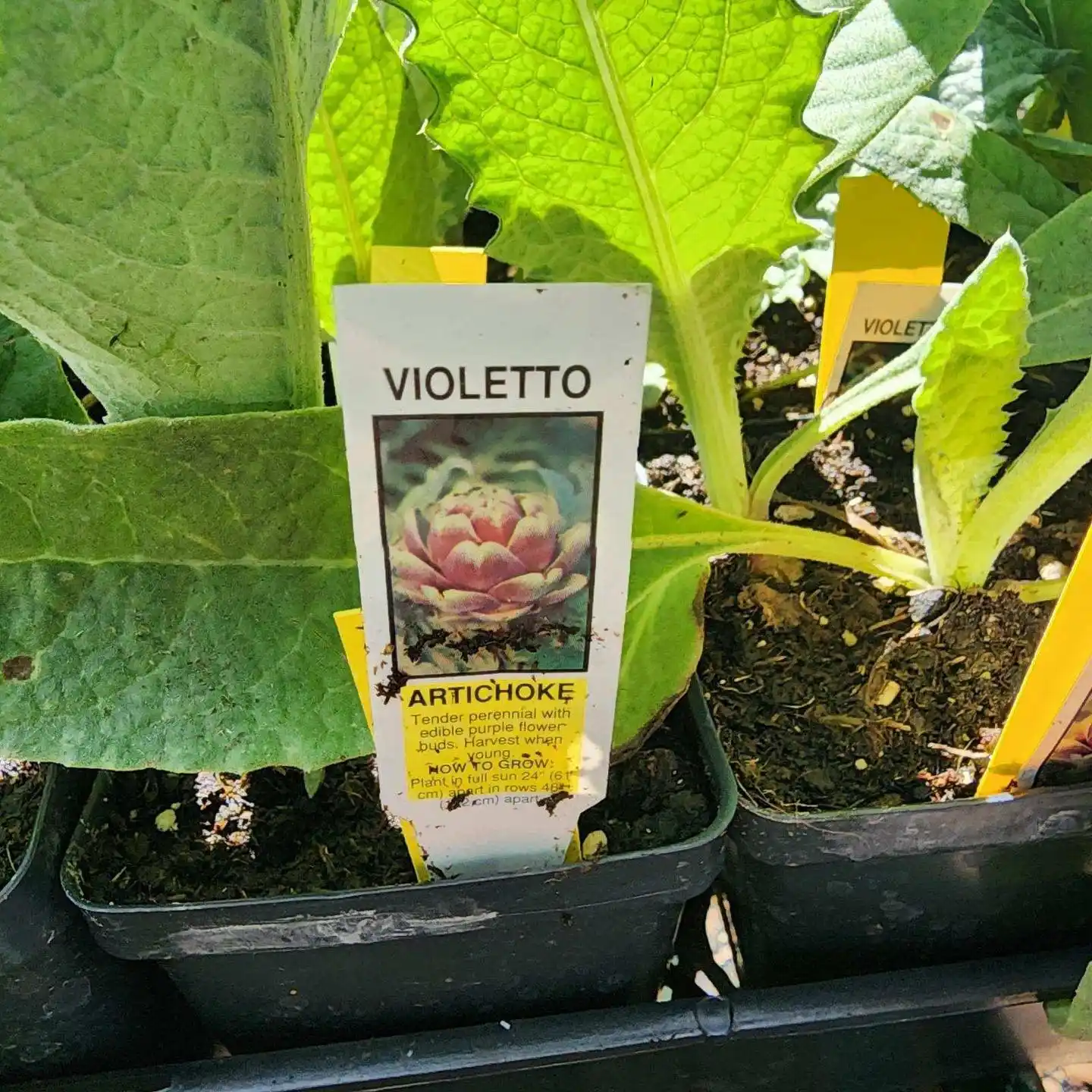 12 Mistakes to Avoid with Your Indoor Herb Garden 13 Herb Garden Fertilizer