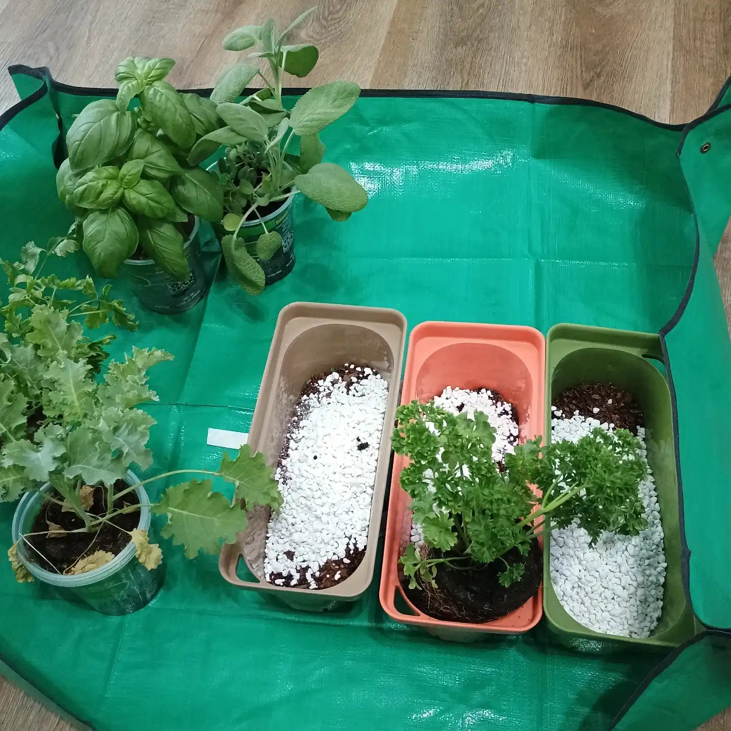 12 Mistakes to Avoid with Your Indoor Herb Garden 10 _Herb Garden Soil