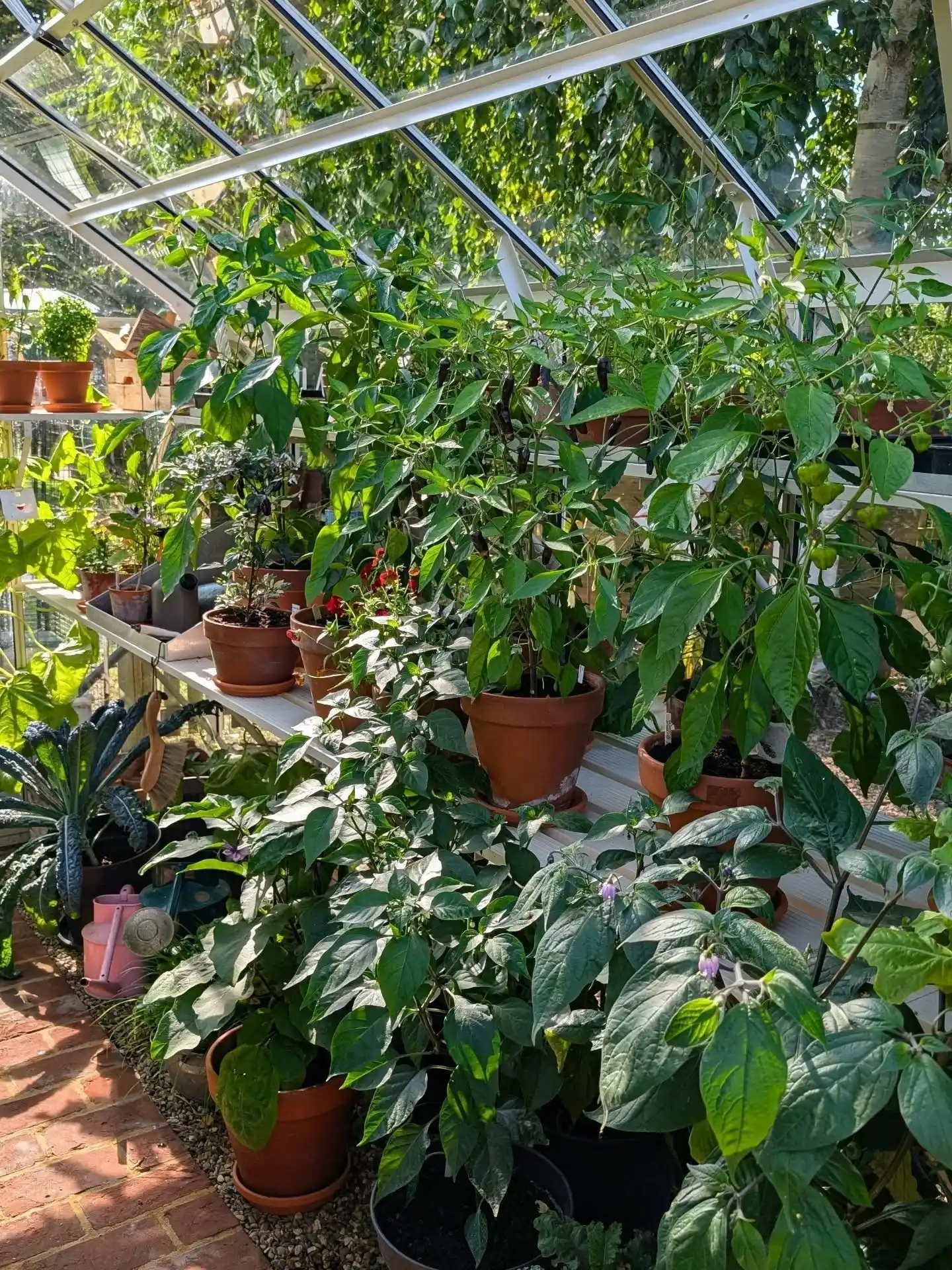12 Mistakes to Avoid with Your Indoor Herb Garden 2 Indoor Herb Garden Mistakes (1)