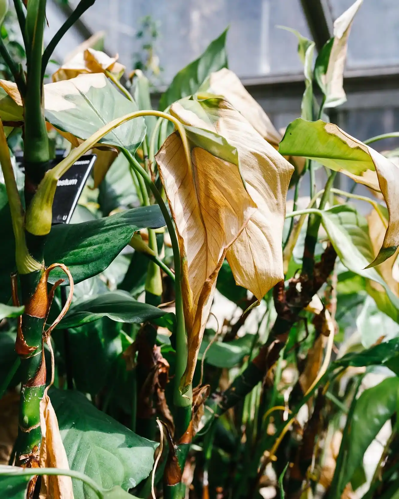12 Mistakes to Avoid with Your Indoor Herb Garden 9 Leggy Herb Plants