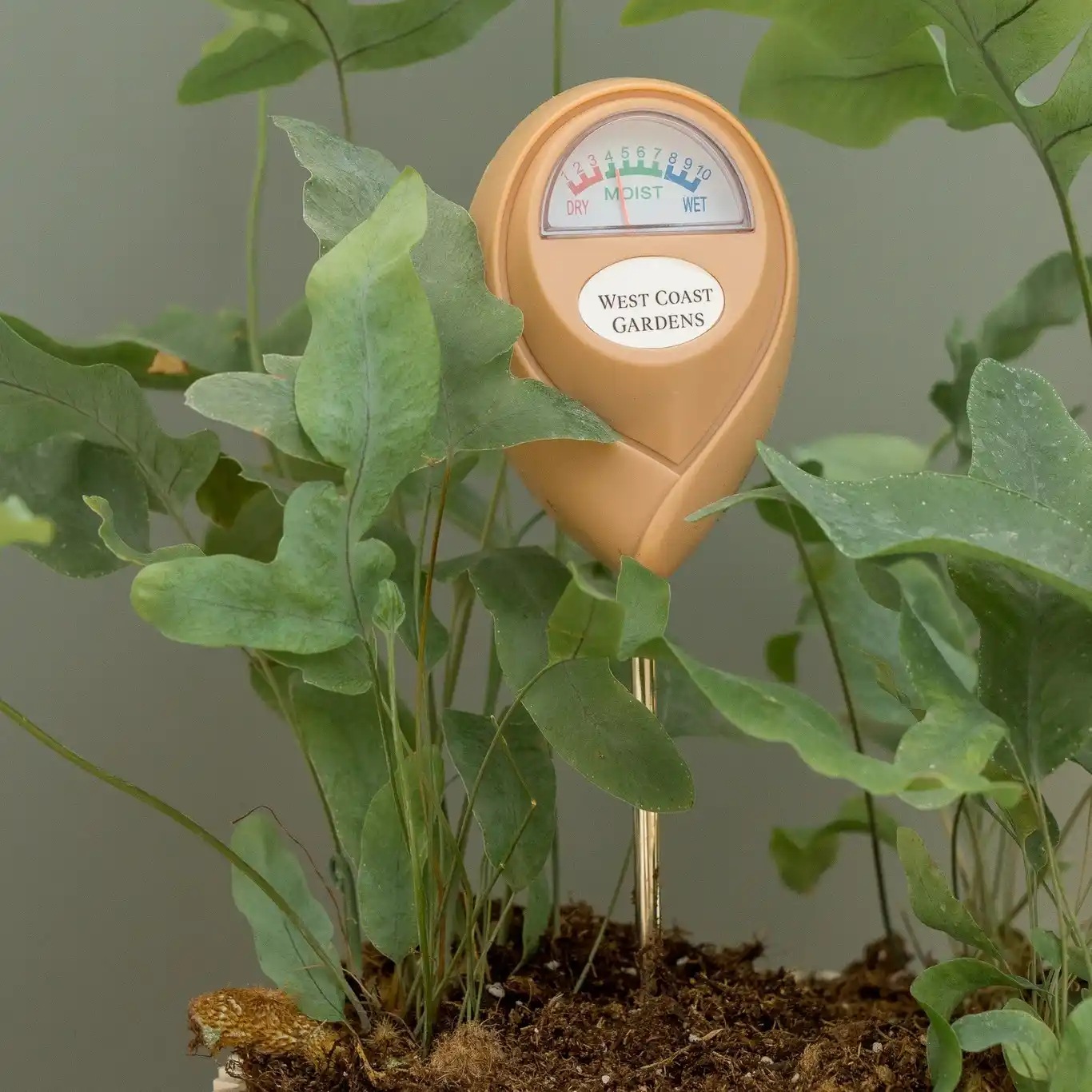 12 Mistakes to Avoid with Your Indoor Herb Garden 6 Overwatering Herbs Mistake
