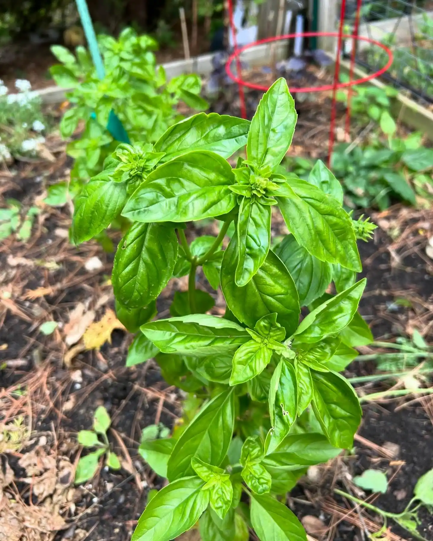 10 Companion Planting Secrets for a Herb Garden Outdoor 2 basil and tomato