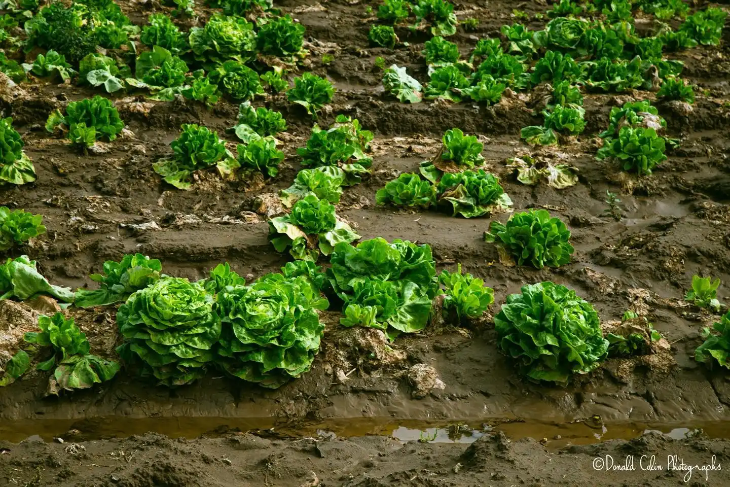 10 Companion Planting Secrets for a Herb Garden Outdoor 3 cabbage and mint plant