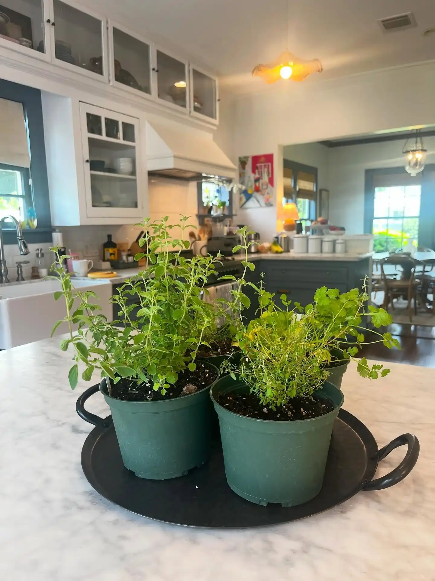 11 Fragrant Herbs for Your Kitchen Herb Garden 9 celantro herb garden