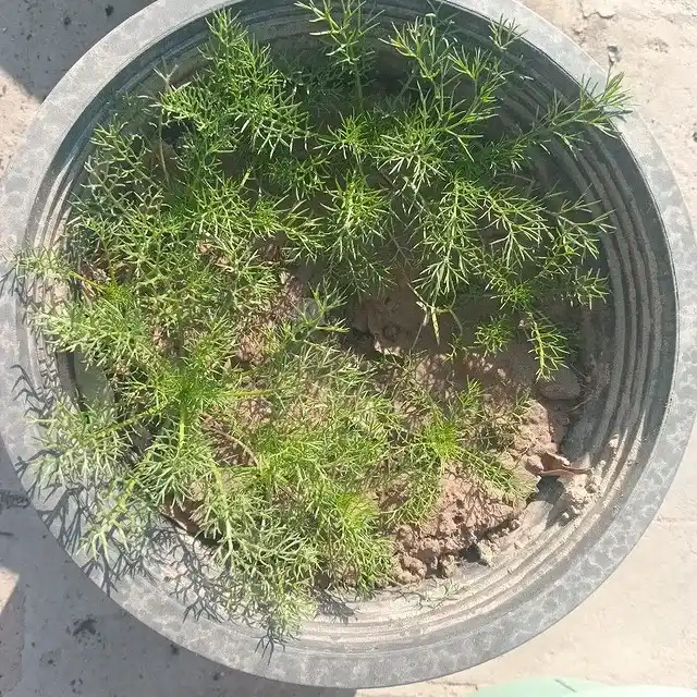 10 Companion Planting Secrets for a Herb Garden Outdoor 11 chamomile and herb soil