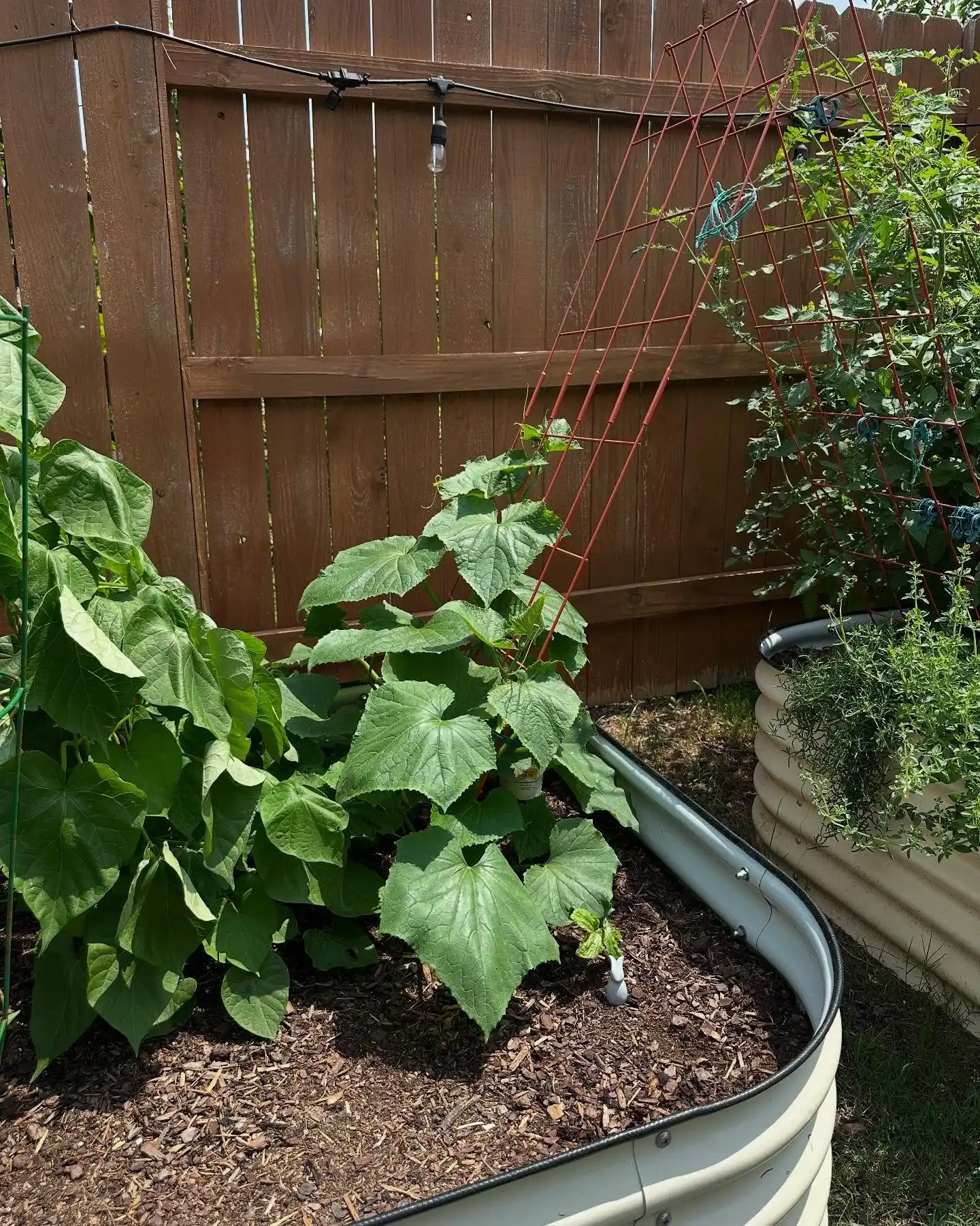 10 Companion Planting Secrets for a Herb Garden Outdoor 7 cucumber and dill plant