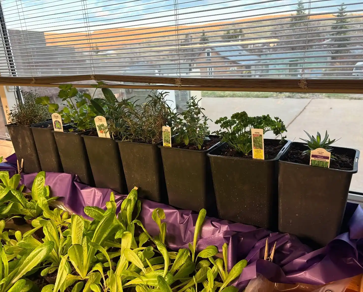 12 Simple Indoor Herb Garden DIY Kits and Hacks 3 diy windowsill herb garden