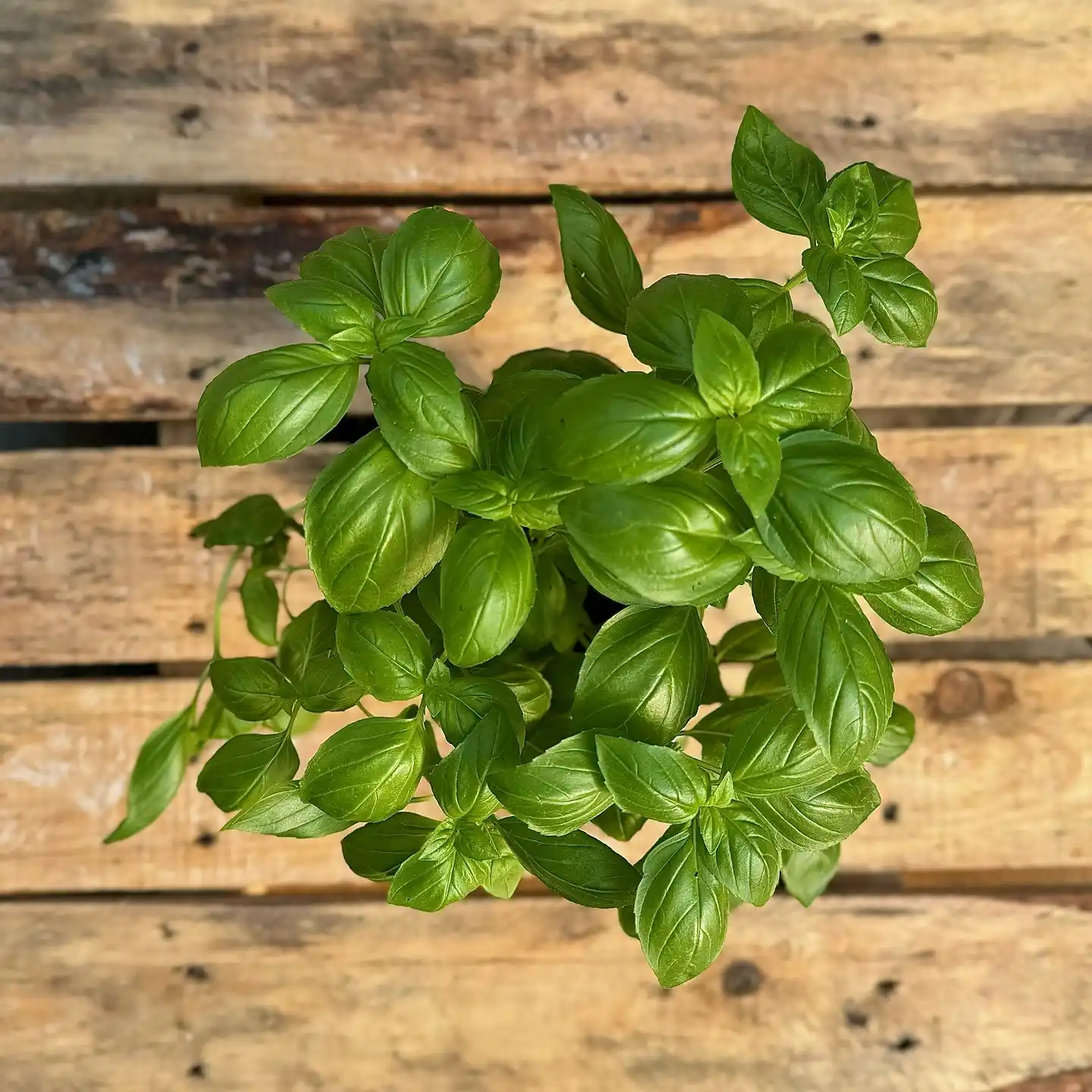 11 Fragrant Herbs for Your Kitchen Herb Garden 3 fresh basil