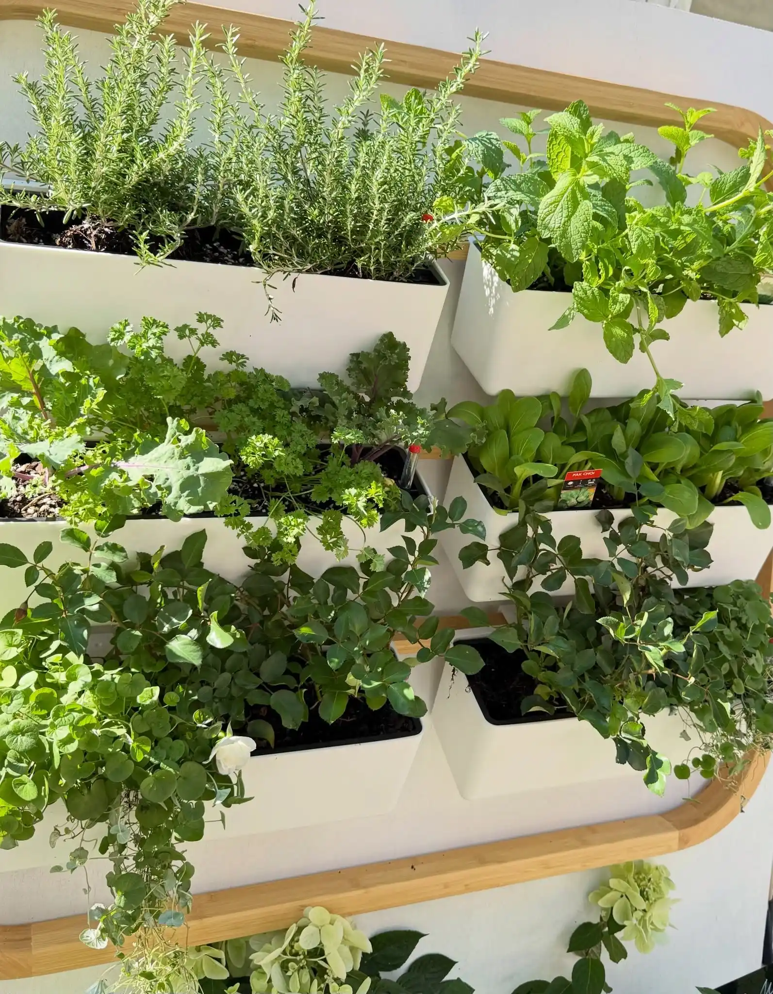 15 Vertical Wall Herb Arrangements for Small Spaces 6 grid wall herb display