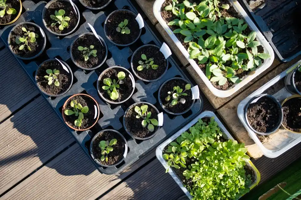 13 Transition Tips from Indoor to Outdoor Herb Garden Success 5 hardening of seeding