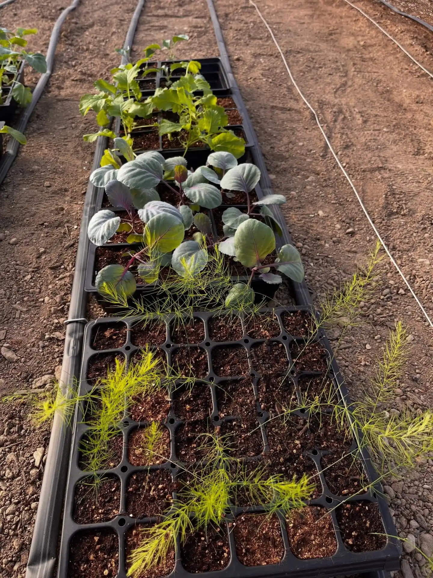 13 Transition Tips from Indoor to Outdoor Herb Garden Success 4 hardening off herbs