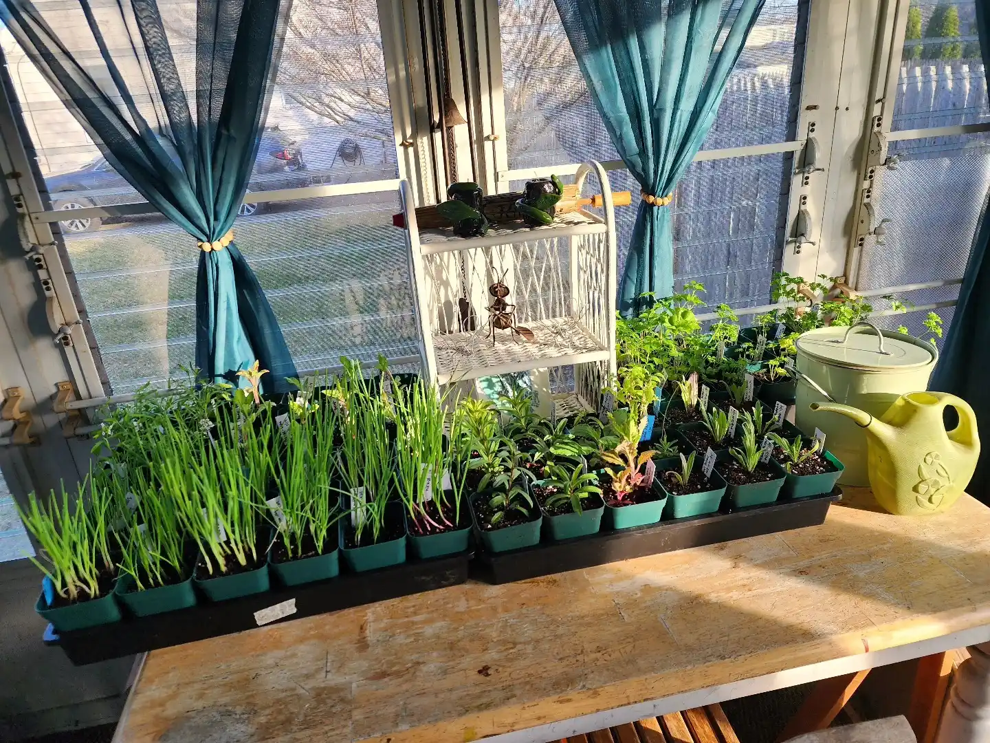 Why Transitioning an Indoor Herb Garden Outdoor Requires Hardening Off 2 hardenning off herbs