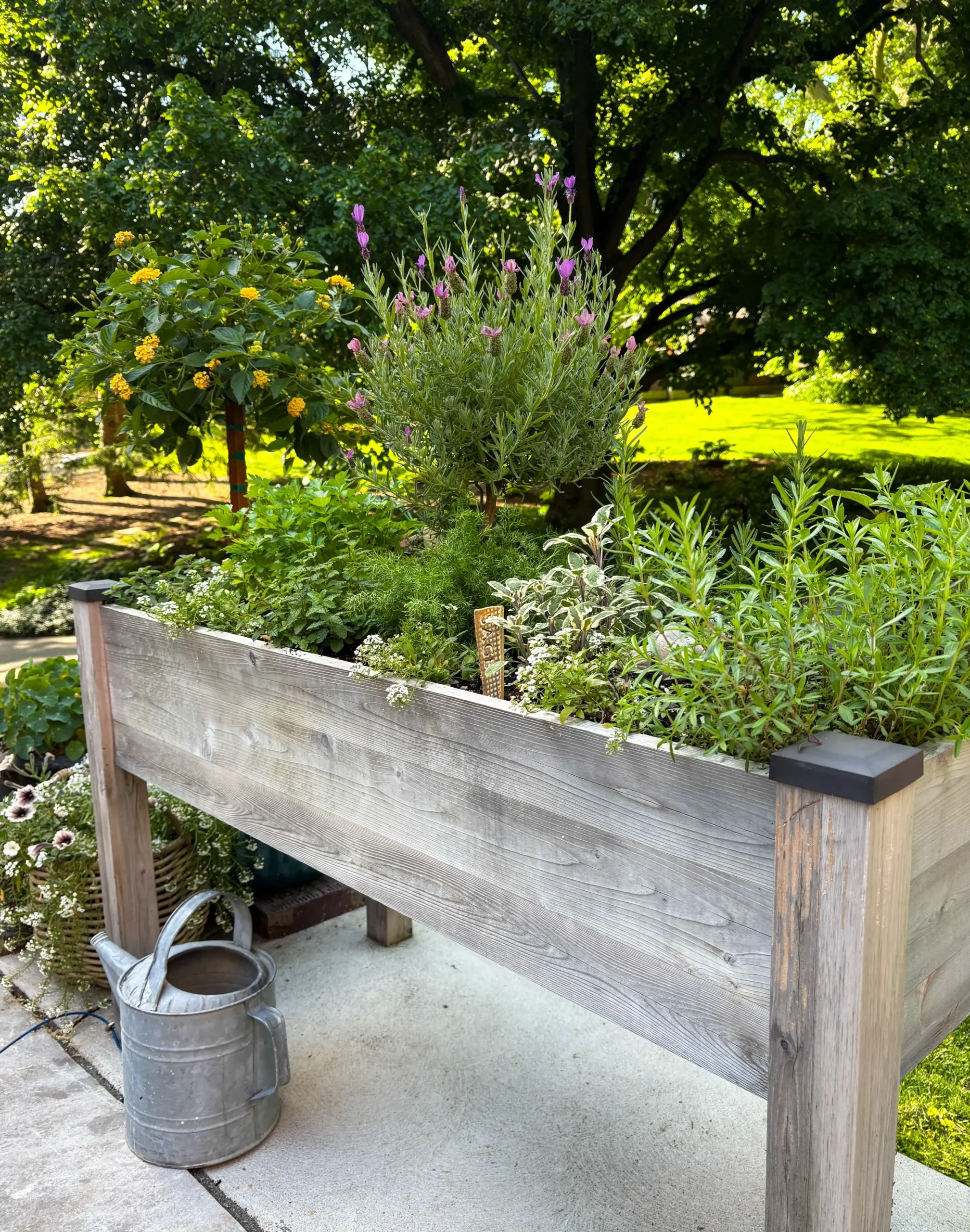 13 Transition Tips from Indoor to Outdoor Herb Garden Success 2 indoor to outdoor garden