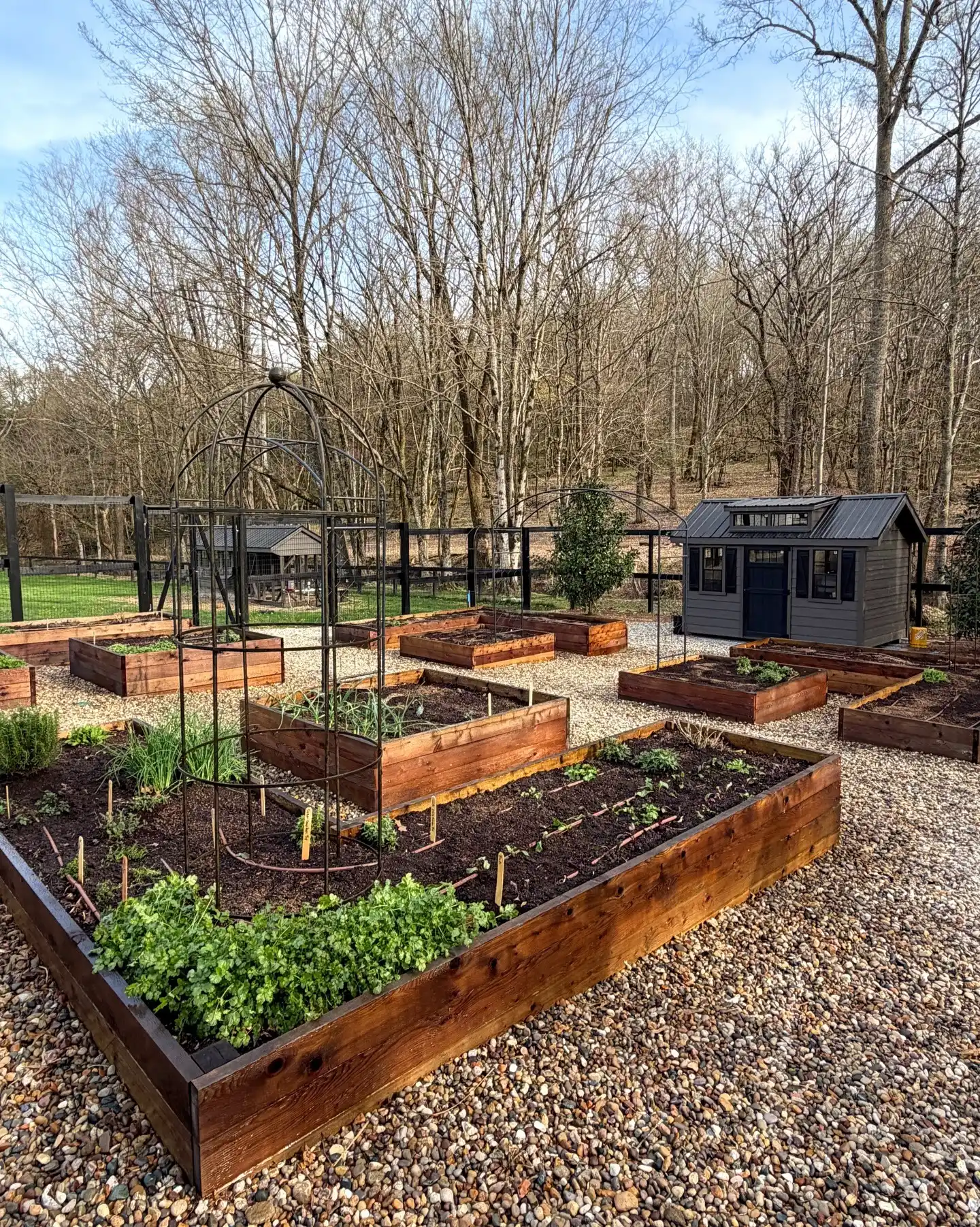 Why Transitioning an Indoor Herb Garden Outdoor Requires Hardening Off 3 indoor to outdoor herb garden
