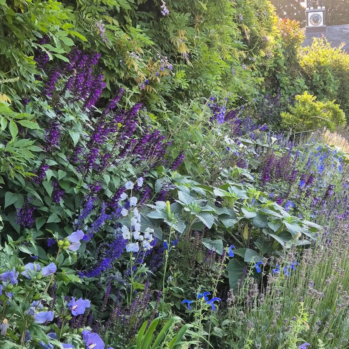 10 Companion Planting Secrets for a Herb Garden Outdoor 6 lavender and sage