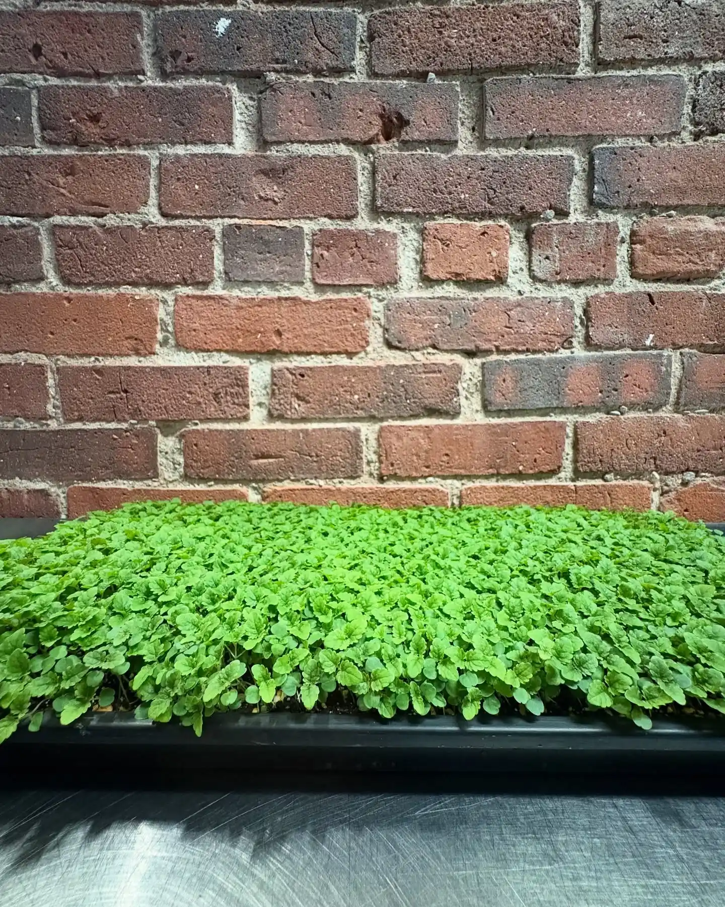 11 Fragrant Herbs for Your Kitchen Herb Garden 8 lemon balm herb garden