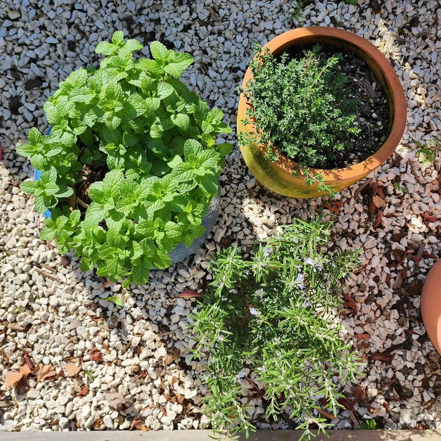 11 Fragrant Herbs for Your Kitchen Herb Garden 5 mint herb garden indoor