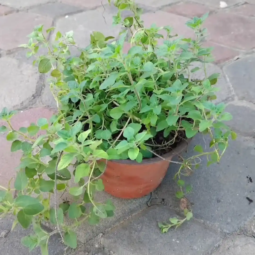 11 Fragrant Herbs for Your Kitchen Herb Garden 10 oregano herb plant