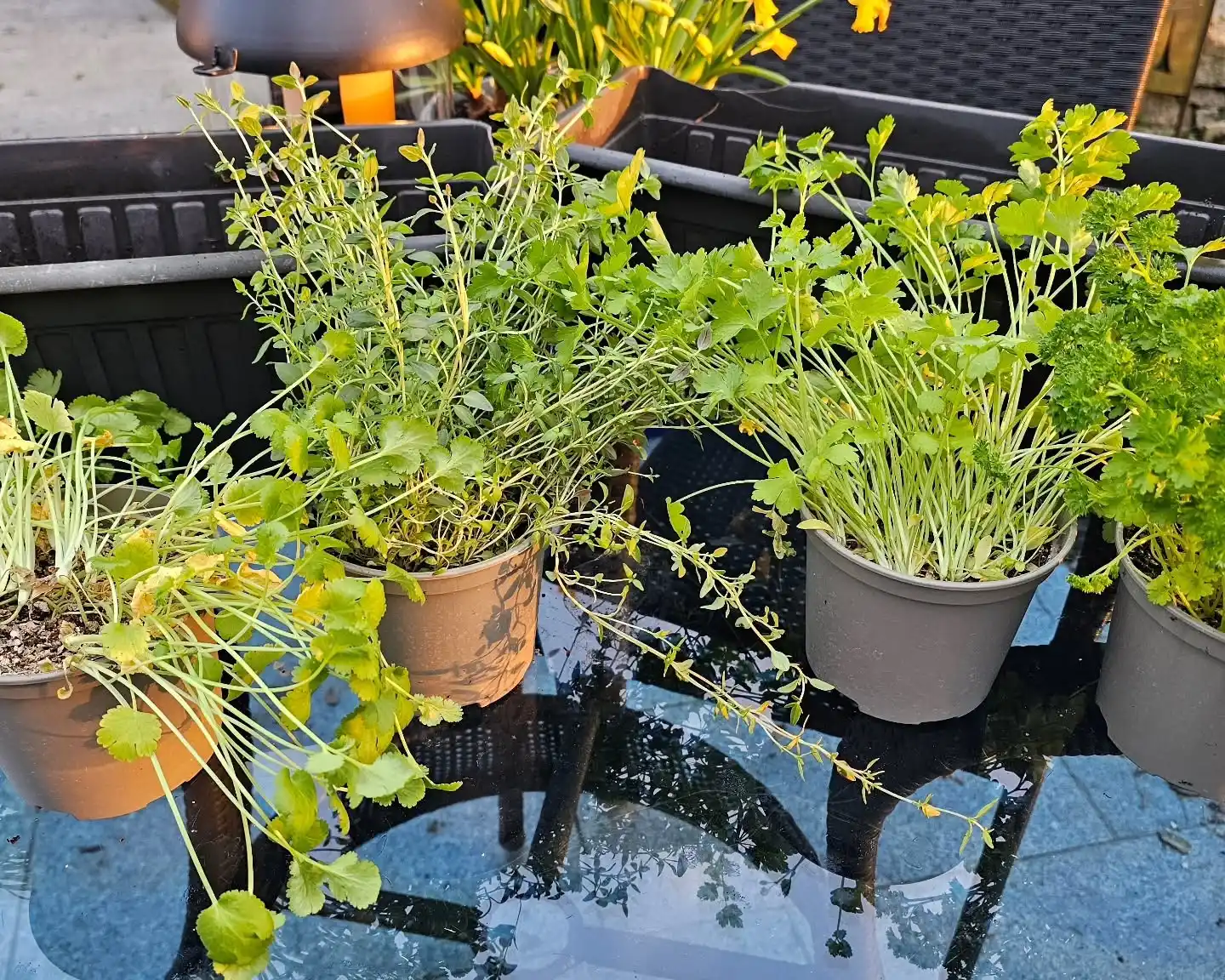 13 Transition Tips from Indoor to Outdoor Herb Garden Success 3 outdoor herbs