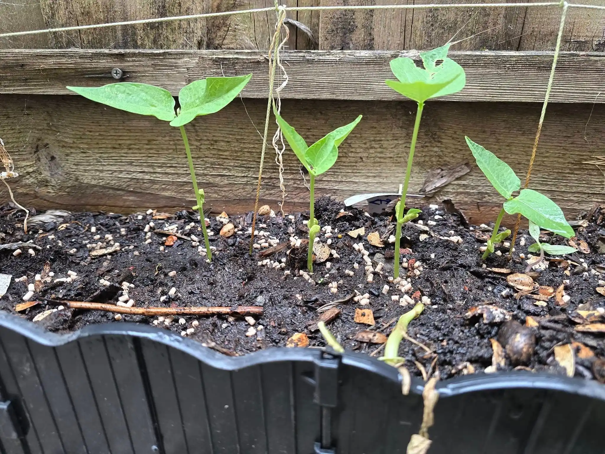 10 Companion Planting Secrets for a Herb Garden Outdoor 4 rosemarry and bean garden