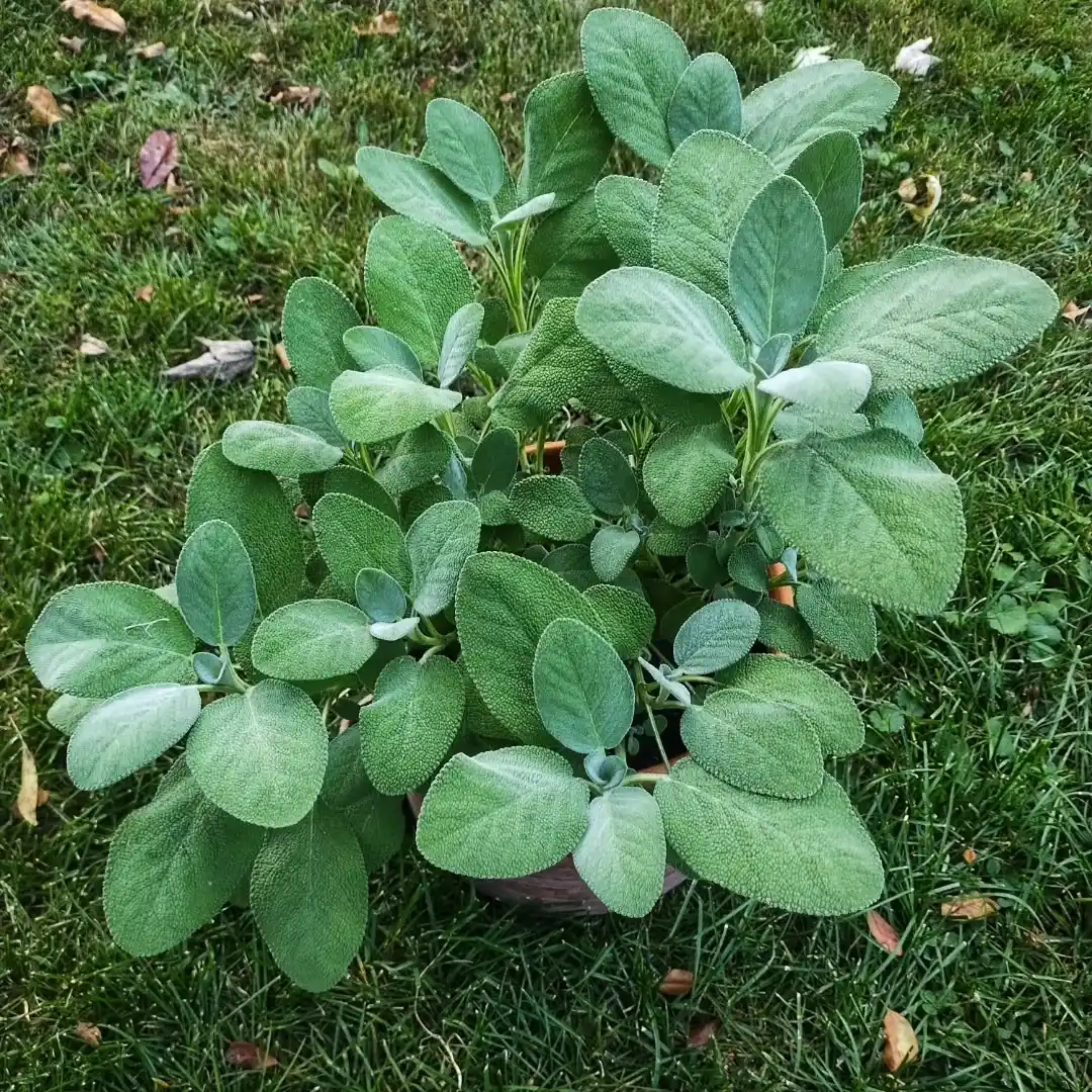 11 Fragrant Herbs for Your Kitchen Herb Garden 12 sage plant