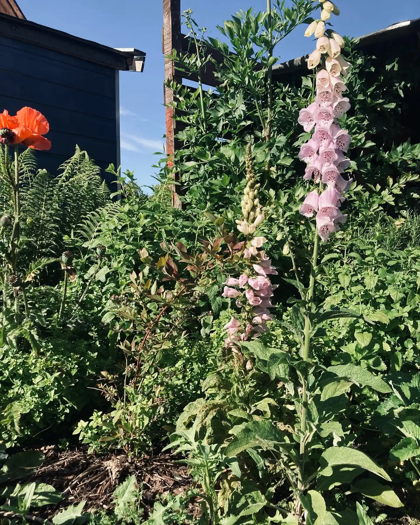 10 Companion Planting Secrets for a Herb Garden Outdoor 8 strawberry and thyme