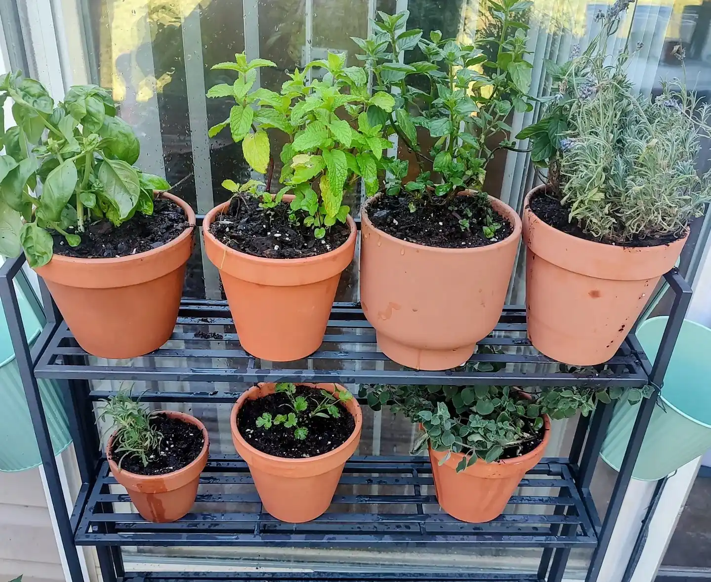 13 Transition Tips from Indoor to Outdoor Herb Garden Success 6 sun exposure herbs