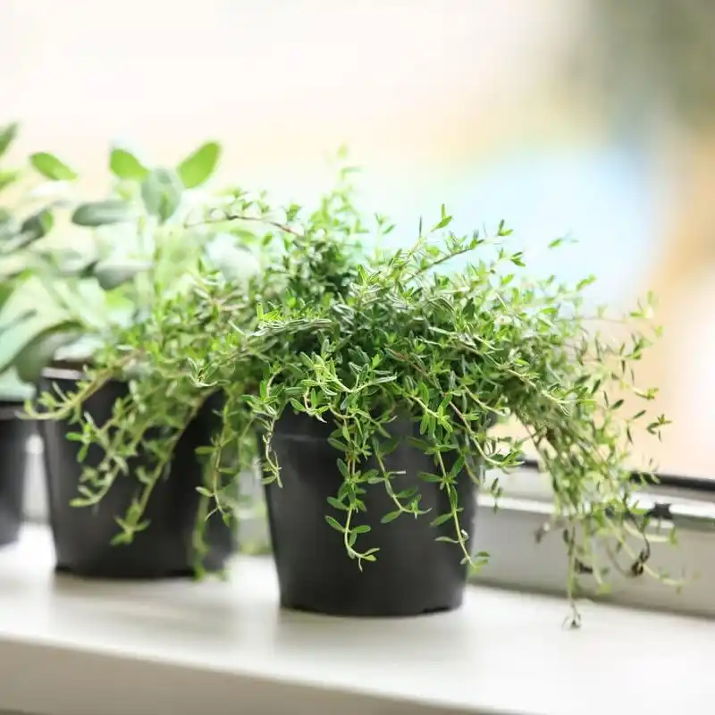 11 Fragrant Herbs for Your Kitchen Herb Garden 7 thyme garden