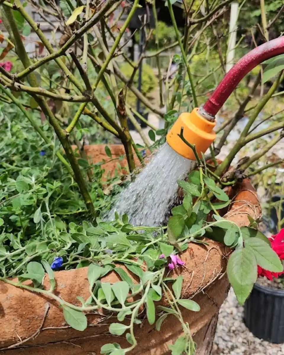 13 Transition Tips from Indoor to Outdoor Herb Garden Success 10 watering tips
