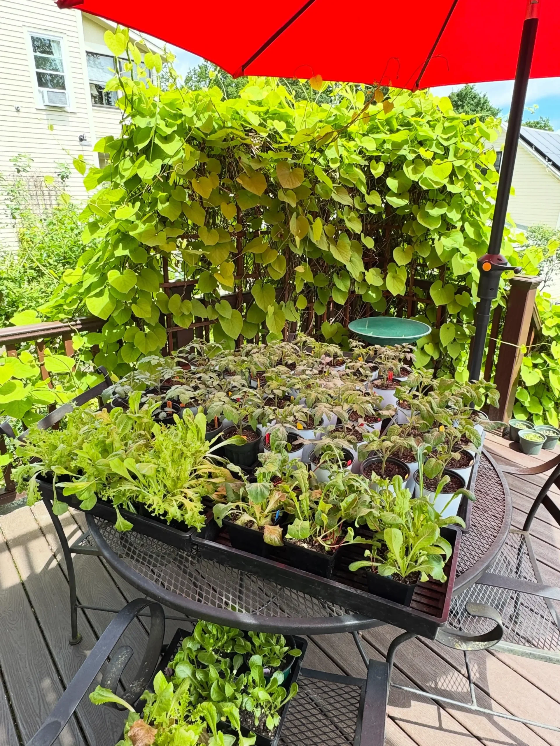 Why Transitioning an Indoor Herb Garden Outdoor Requires Hardening Off 4 why hardening is necessory